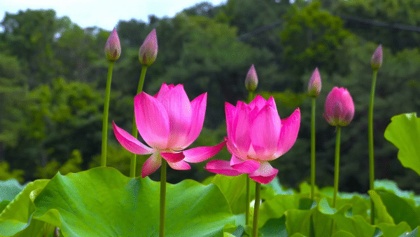 Fresh Lotus Flower For Puja