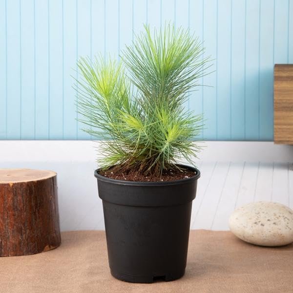 Pine Tree Himalayan Long Leaves live Air Purifier Indoor Plant - Image 2