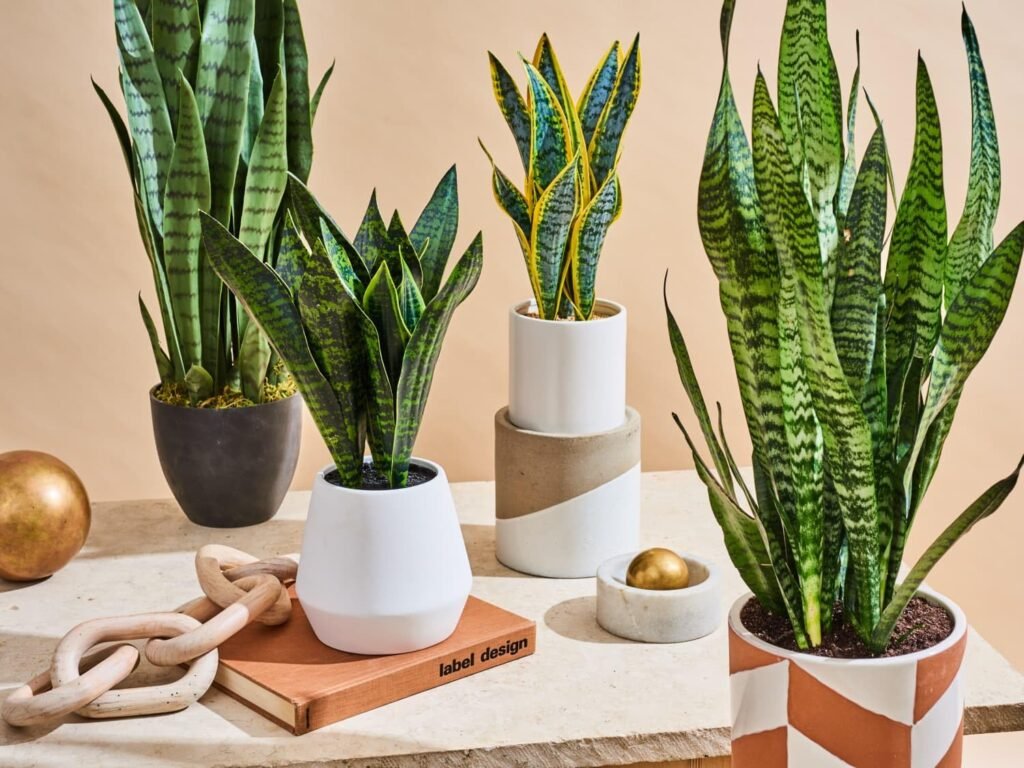 Snake live Plant for Indoor