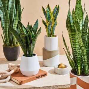 Snake live Plant for Indoor - Image 2