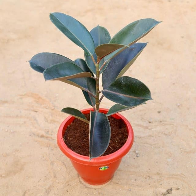 Rubber/Bor/Gimaiyal/Shimayal/रबराचो वड Fresh Live Herbal Plant - Image 2
