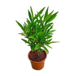 Sukh Santi/Jal Bahar Live Fresh PLant