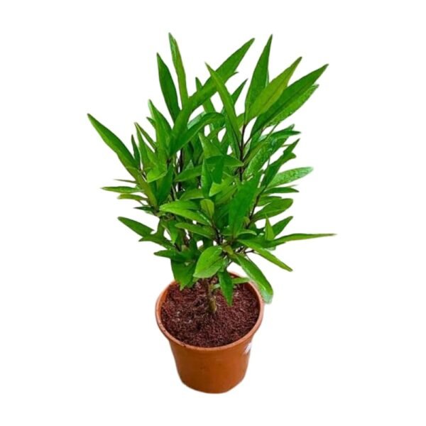 Sukh Santi/Jal Bahar Live Fresh PLant