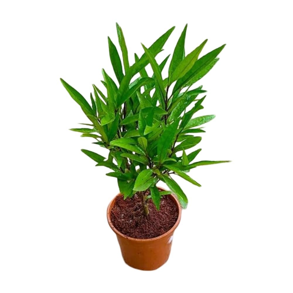 Sukh Santi/Jal Bahar Live Fresh PLant