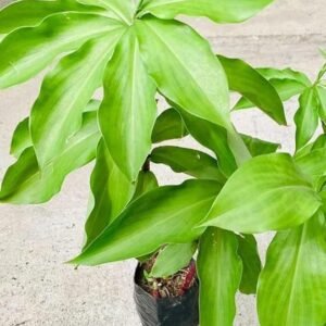 Insulin/Keokand/Kostam/Piasal/Pakarmul Live Fresh Herbal Plant - Image 3