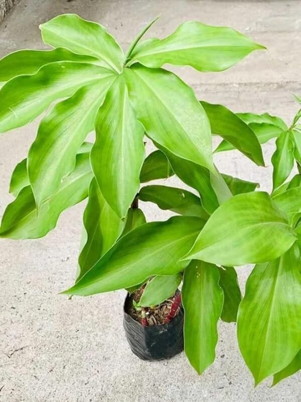 Insulin/Keokand/Kostam/Piasal/Pakarmul Live Fresh Herbal Plant