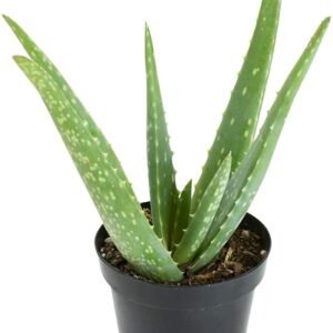 Aloe vera/Ghritakumari Fresh Live Plant - Image 4
