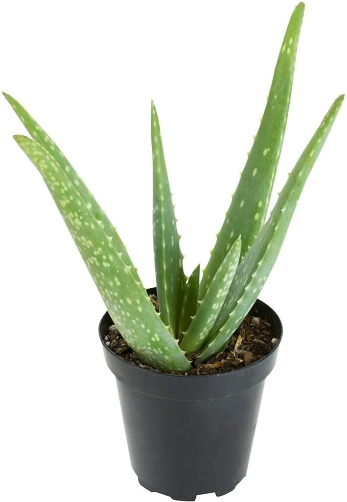 Aloe vera/Ghritakumari Fresh Live Plant