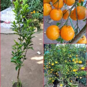 China Orange 1Foot Longer Healthy Live Plant - Image 2