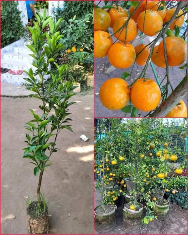 China Orange 1Foot Longer Healthy Live Plant