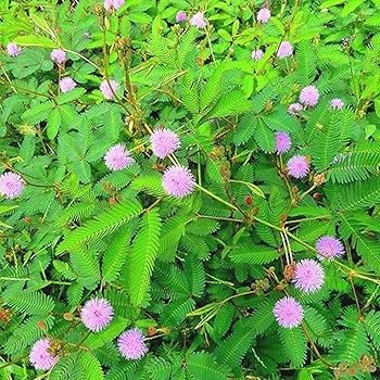 Lajwanti/Lojjabati/Thotta Sinungi/Lajakuli Sensitive Live Fresh Plant