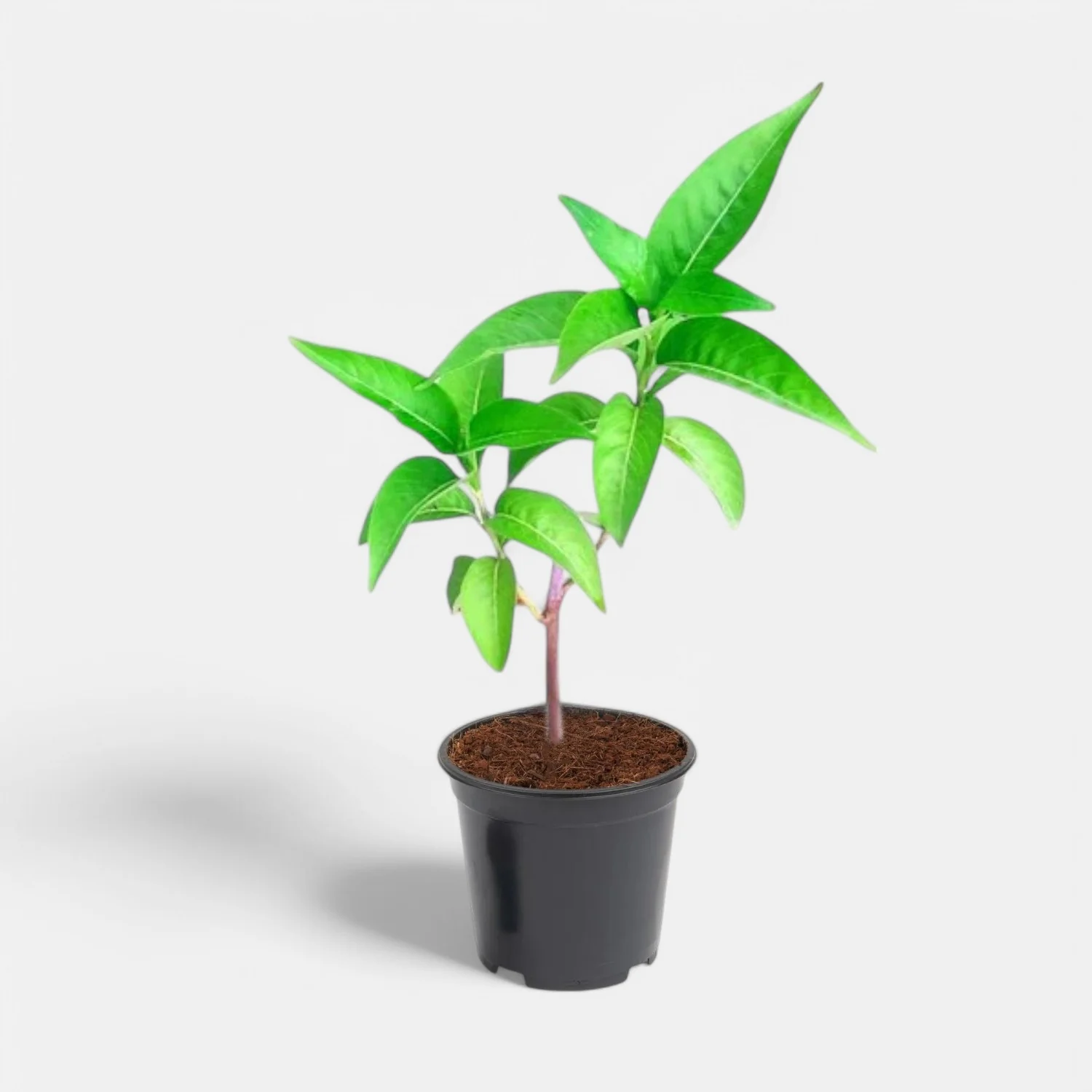 Vasak/Basak/Adulsa/Basanga/Adampaka/Adatodai Live Fresh Herbal Plant - Image 2