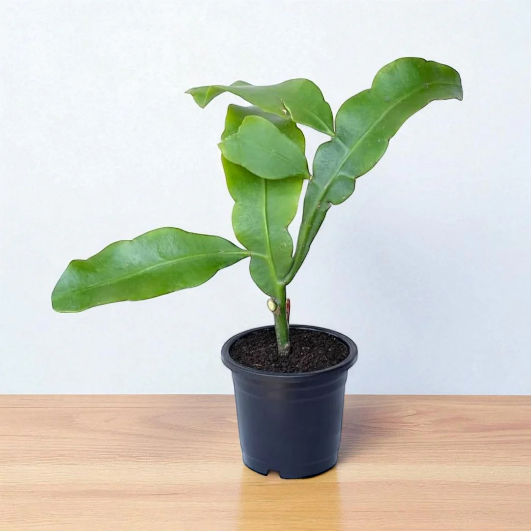 Brahma kamal/Queen of the night/Nishagandhi/गुले बकावली/Orchid Cactus Live Plant - Image 2