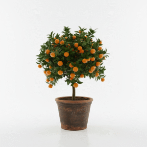 China Orange/Mandarin Orange Live Fresh Plant