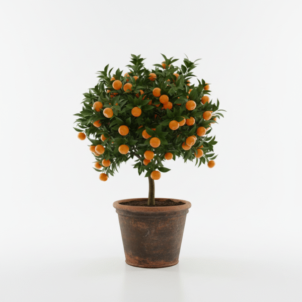 China Orange 1Foot Longer Healthy Live Plant