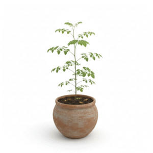 Moringa/सैंजना/Murungai/Muringa Tree Live Fresh Herbal Plant