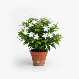 Chandni/Tagar/Crape Jasmine Live Fresh Plant