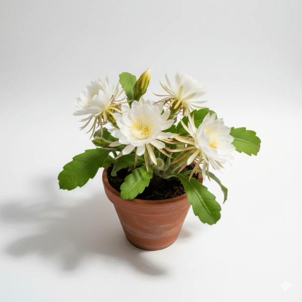Brahma kamal/Queen of the night/Nishagandhi/गुले बकावली/Orchid Cactus Live  Plant