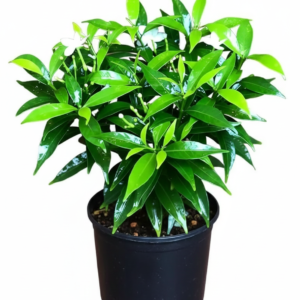 Chandni/Tagar/Crape Jasmine Live Fresh Plant - Image 2