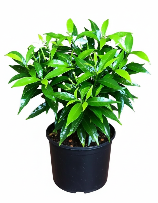 Chandni/Tagar/Crape Jasmine Live Fresh Plant