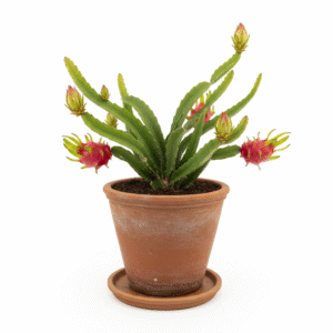 Dragon Fruit/Kamalam/Dragon pandu/Tharukanpazham Tree Fresh Live Plant