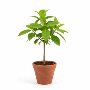 Rudraksh/Rudraksham/Ruttiratcam/Rudraki Fresh Live Plant