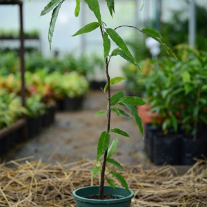 Ashoka/Debdaru/Asopalav/Nettilinkam/Kambada Mara Live Fresh Plant - Image 2