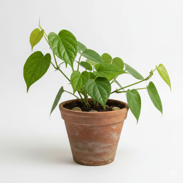 Paan(betel)/pan/Vetrilai Fresh Live Plant