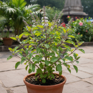 Holy Basil/Tulsi/Tulasi Live Fresh Plant - Image 3