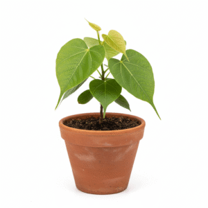 Peepal/Aswaththa/Piplo/Ravi Chettu Live Fresh Herbal Plant