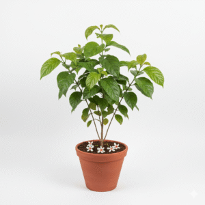 Shiuli/Parijat/Rat ki Rani/Harsingar/Pavalamallikai Live Fresh Plant