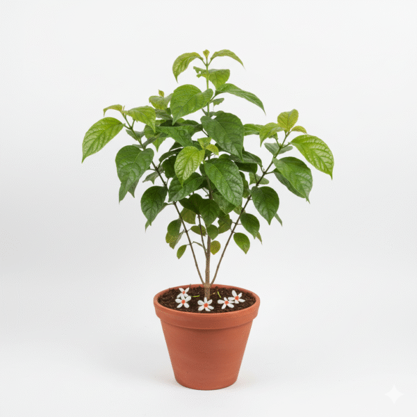 Shiuli/Parijat/Rat ki Rani/Harsingar/Pavalamallikai Live Fresh Plant