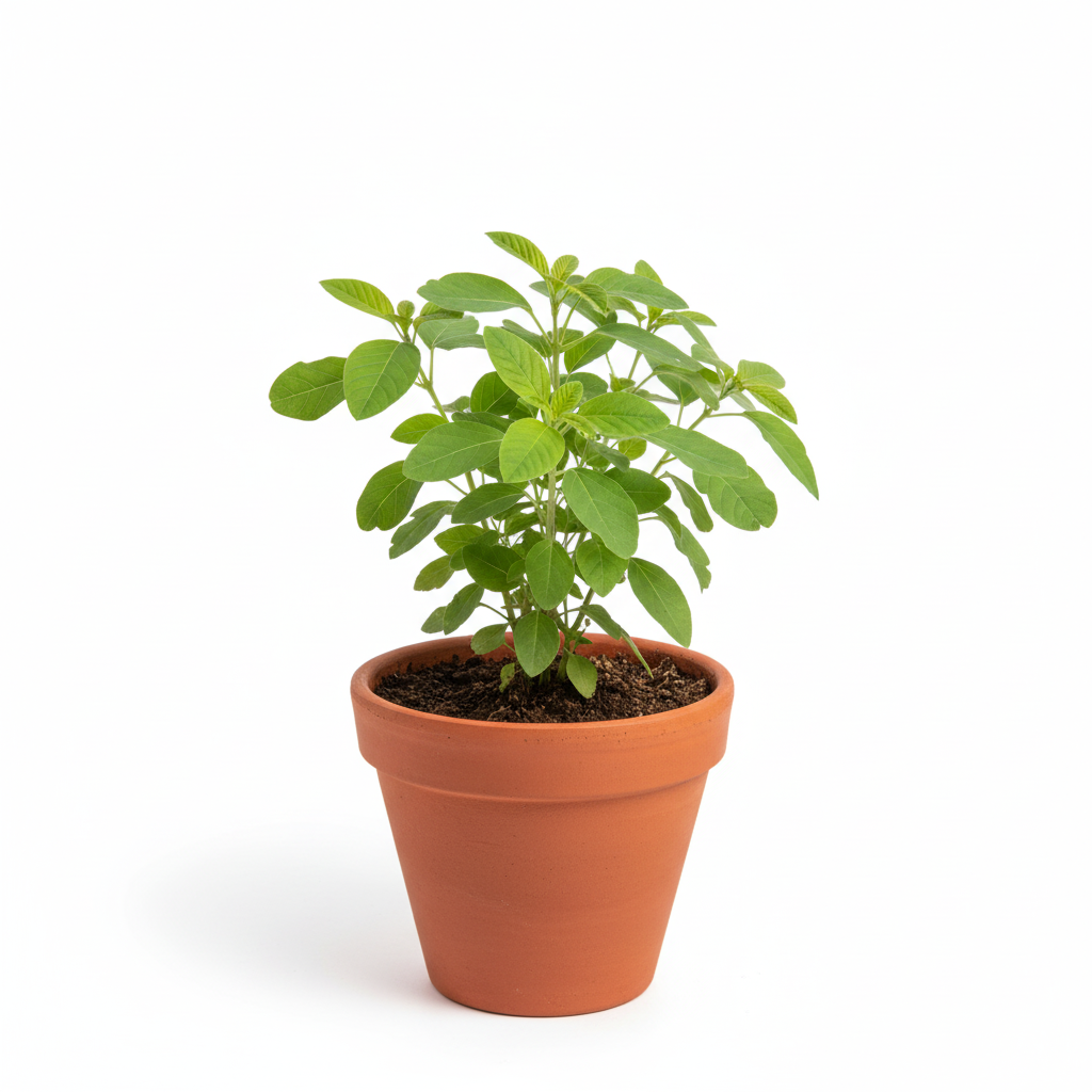 Ashwagandha/Amukkira/Asagandha/Penneru Gadda Live Fresh Herbal Plant