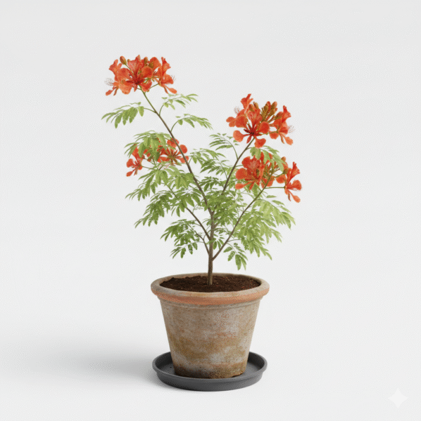 Gulmohor/Radhachura/Kaalvarippoo/Krishnachura Fresh Live Plant