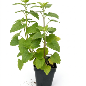 Catnip/Catmint/Biyari ghas/Badrangboya Fresh Live Plant