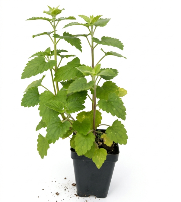 Catnip/Catmint/Biyari ghas/Badrangboya Fresh Live Plant