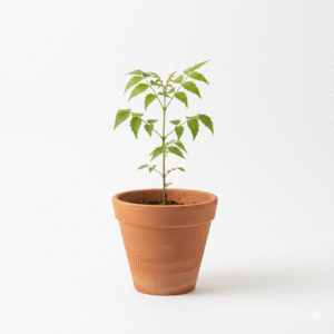 Neem/Nim/Miracle/Nimba/Veppan Fresh Live Herbal Plant