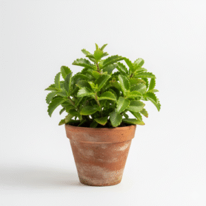 Patharchatta/Patharkuchi/Kidney stone plant/Air plant/Miracle Leaf/Panfuti Live Fresh Plant