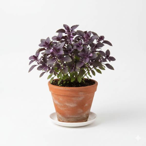 Krishna/Shyama/Purple Leaf Basil Live Fresh Plant