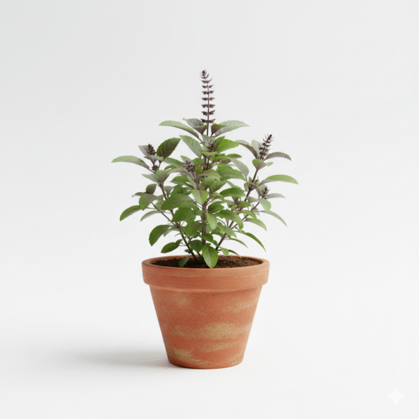 Holy Basil/Tulsi/Tulasi Live Fresh Plant