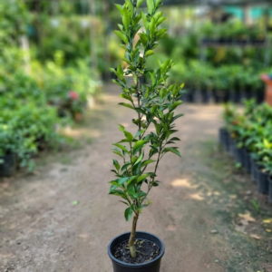 China Orange 1Foot Longer Healthy Live Plant - Image 3