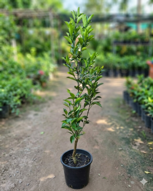China Orange 1Foot Longer Healthy Live Plant