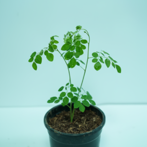Moringa/सैंजना/Murungai/Muringa Tree Live Fresh Herbal Plant - Image 2