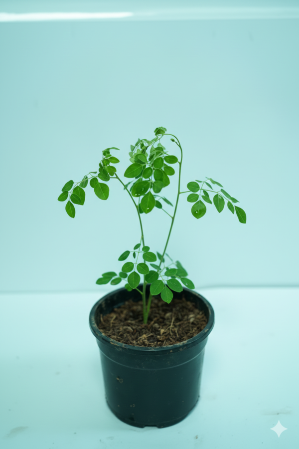 Moringa/सैंजना/Murungai/Muringa Tree Live Fresh Herbal Plant