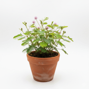 Lajwanti/Lojjabati/Thotta Sinungi/Lajakuli Sensitive Live Fresh Plant