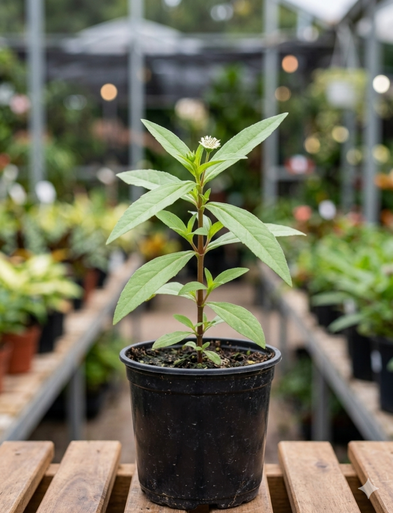 Bhangra/Bringharaj/Karisalankani/Kannunni/Bhangaro Leaf Fresh Live Plant