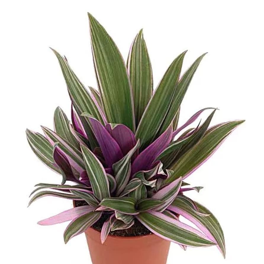 Rhoeo/Rohida/Desert Teak Ornamental Indoor Healthy Live Plant - Image 3