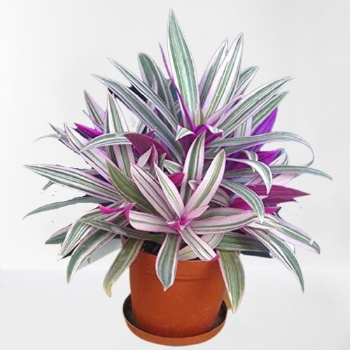 Rhoeo/Rohida/Desert Teak Ornamental Indoor Healthy Live Plant