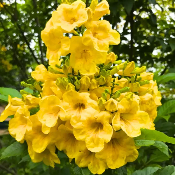 Yelloww Bel/Tecoma Gandichandi/Piliya/घंटी फुल/চন্দ্রপ্রভা/Sonnapatti/Pachagotla Live Fresh Flower Plant