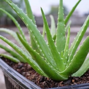 Aloe vera/Ghritakumari Fresh Live Plant - Image 2
